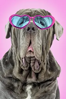 Mastiffs: Dog - Neapolitan Mastiff / Mastino Napoletano / Matin de Nap