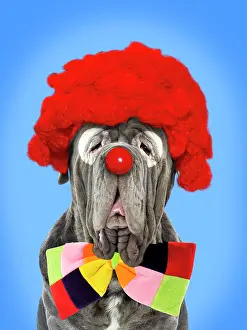 Mastiffs: Dog - Neapolitan Mastiff / Mastino Napoletano / Matin de Nap