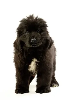 Newfoundland: Dog