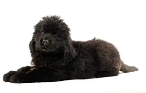 Newfoundland: Dog