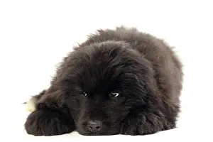Newfoundland: Dog