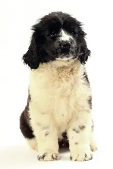 Newfoundland: Dog
