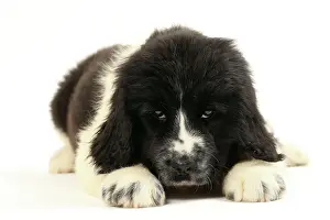 Newfoundland: Dog