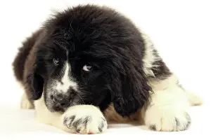 Naughty: Dog