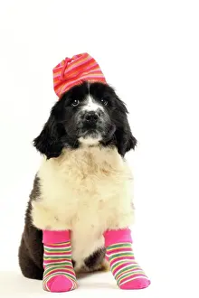 Sock: Dog