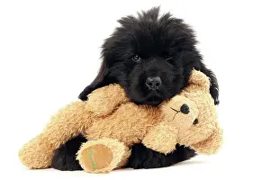 Newfoundland: Dog