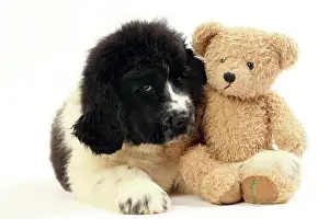 Newfoundland: Dog