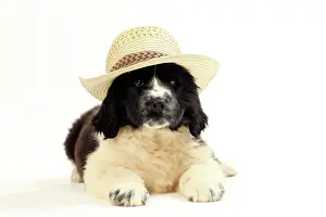 Newfoundland: Dog