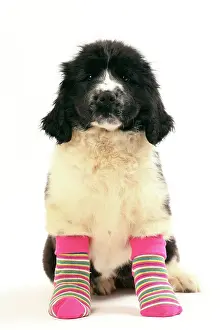 Sock: Dog