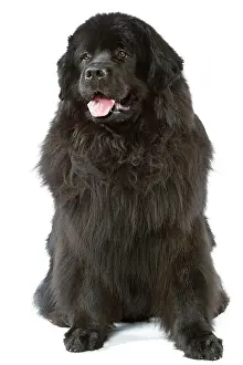 Newfoundlands: Dog - Newfoundland