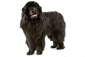 Newfoundlands: Dog - Newfoundland