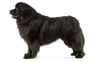 Newfoundlands: Dog - Newfoundland