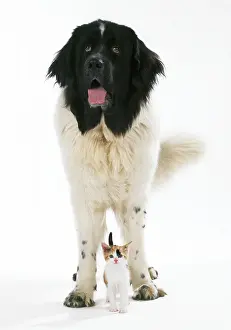 Newfoundlands: DOG - Newfoundland with Kitten