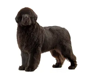 Newfoundland: Dog - Newfoundland puppy