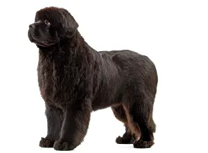 Newfoundland: Dog - Newfoundland puppy
