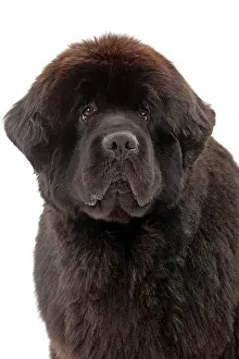 Newfoundland: Dog - Newfoundland puppy