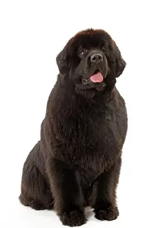 Newfoundland: Dog - Newfoundland puppy