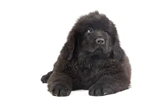 Newfoundlands: Dog - Newfoundland puppy in studio