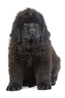 Newfoundlands: Dog - Newfoundland puppy in studio