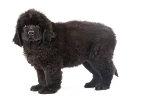 Newfoundlands: Dog - Newfoundland puppy in studio