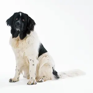 Newfoundlands: DOG - Newfoundland sitting down
