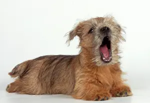 Norwich: DOG - Norfolk / Norwich Terrier puppy, yawning / 'singingI