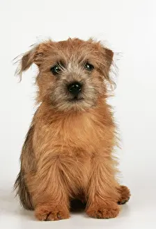 Norwich: DOG - Norfolk / Norwich Terrier puppy, sitting