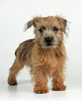 Norwich: DOG - Norfolk / Norwich Terrier Puppy, standing