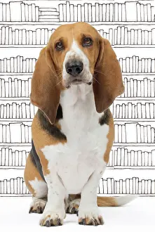 Artesian: Dog Norman Artesian Basset