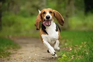 Artesian: Dog Norman Artesian Basset