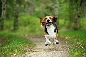 Artesian: Dog Norman Artesian Basset