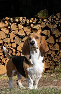 Artesian: Dog Norman Artesian Basset