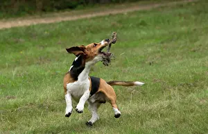 Artesian: Dog Norman Artesian Basset