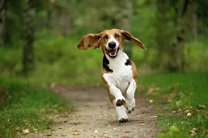Artesian: Dog Norman Artesian Basset