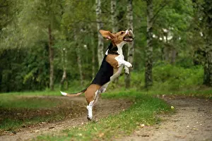 Artesian: Dog Norman Artesian Basset