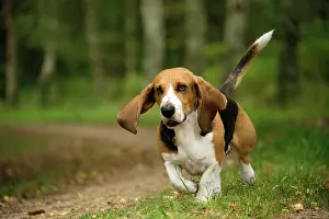 Artesian: Dog Norman Artesian Basset