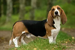 Artesian: Dog Norman Artesian Basset