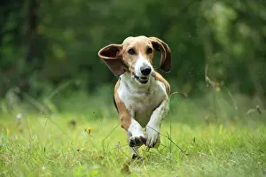Artesian: Dog Norman Artesian Basset