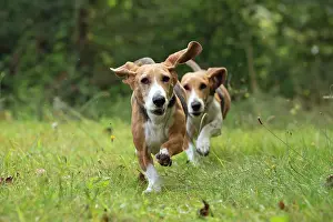 Artesian: Dog Norman Artesian Basset