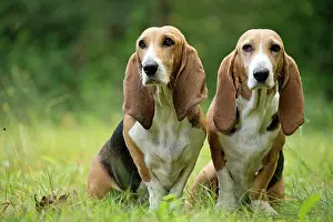 Artesian: Dog Norman Artesian Basset