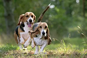 Artesian: Dog Norman Artesian Basset