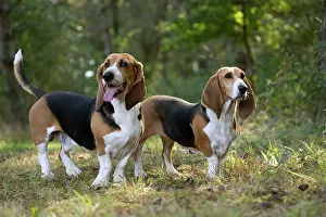 Artesian: Dog Norman Artesian Basset