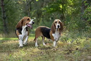 Artesian: Dog Norman Artesian Basset