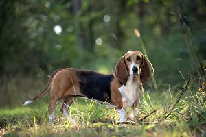 Artesian: Dog Norman Artesian Basset