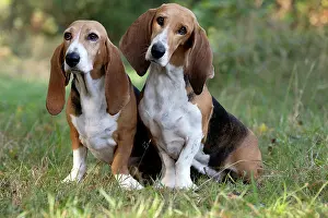 Artesian: Dog Norman Artesian Basset