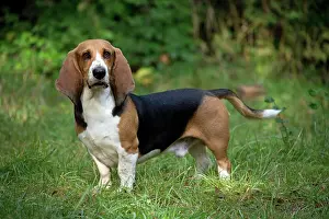 Artesian: Dog Norman Artesian Basset