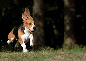 Artesian: Dog Norman Artesian Basset
