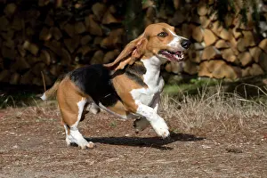 Artesian: Dog Norman Artesian Basset