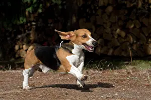 Artesian: Dog Norman Artesian Basset