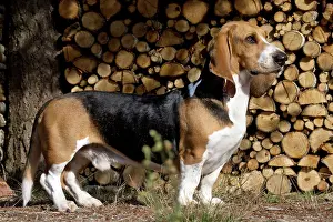 Artesian: Dog Norman Artesian Basset